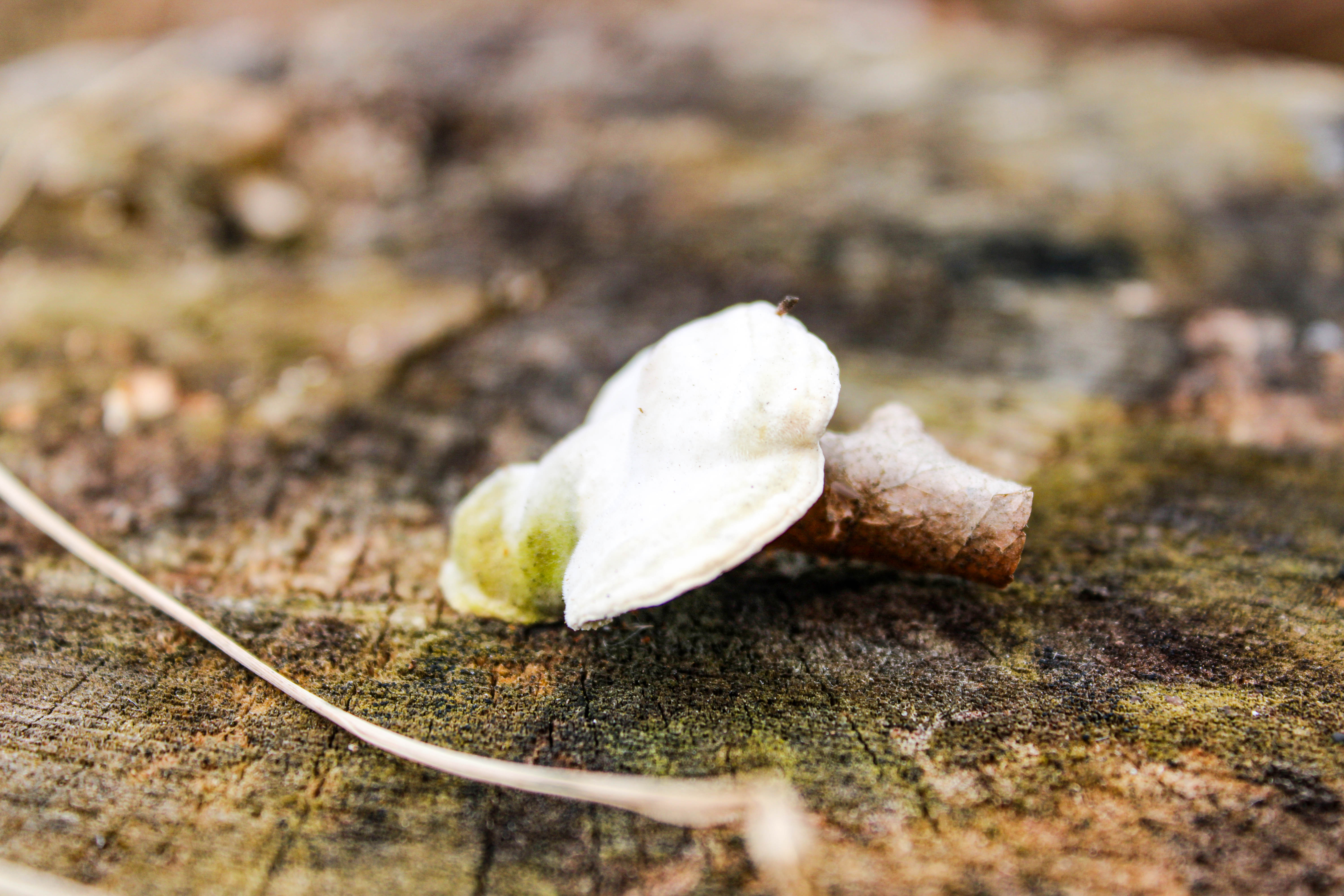 if you see this then skill issue ig